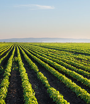 經(jīng)作田除草劑